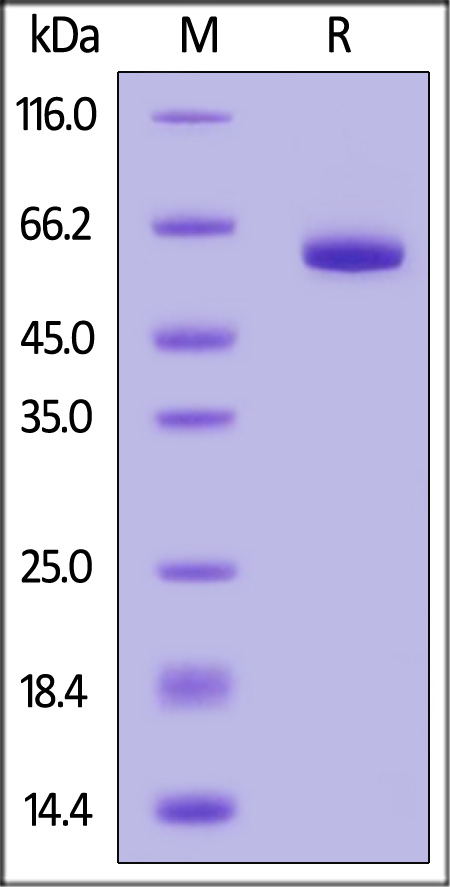 GP1-H52H8-sds