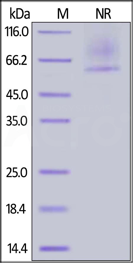 Glypican 2 SDS-PAGE