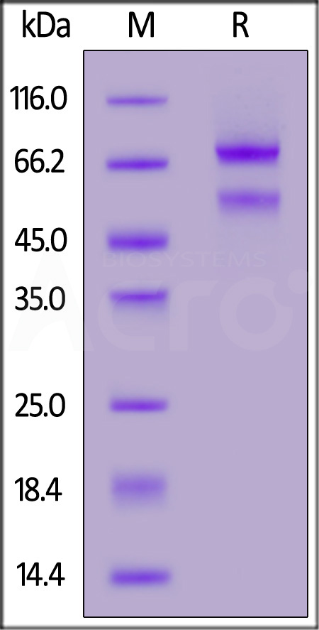 CTGF SDS-PAGE