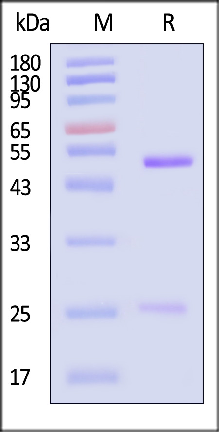 HA1-MY2096-sds