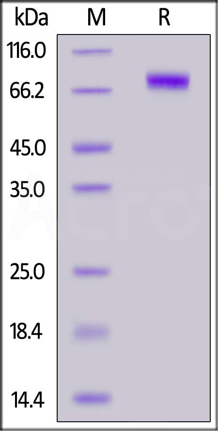 Hemagglutinin (HA) SDS-PAGE