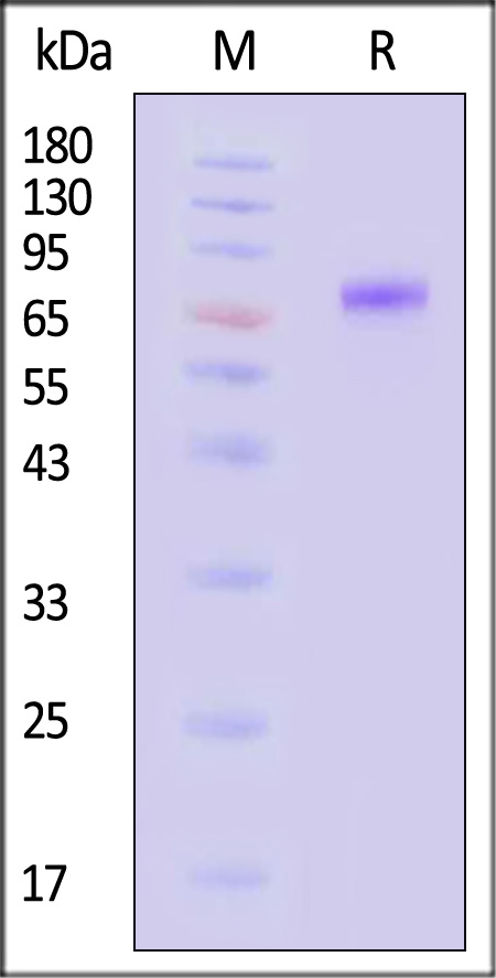 Neuraminidase (NA) SDS-PAGE