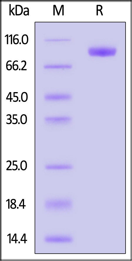 Hemagglutinin/HA (Influenza Virus) SDS-PAGE