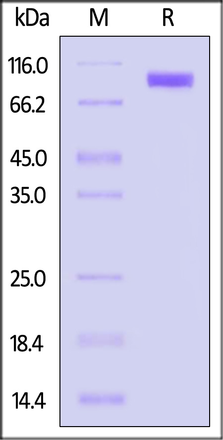 Hemagglutinin/HA (Influenza Virus) SDS-PAGE