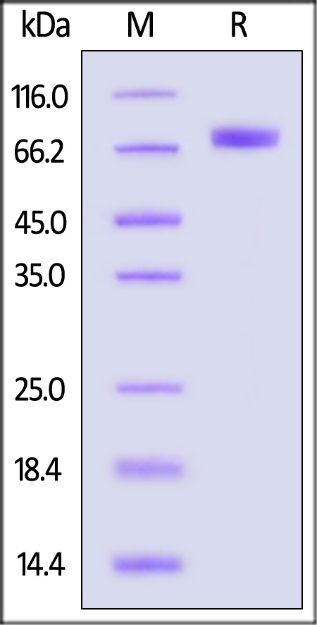 Hemagglutinin/HA (Influenza Virus) SDS-PAGE