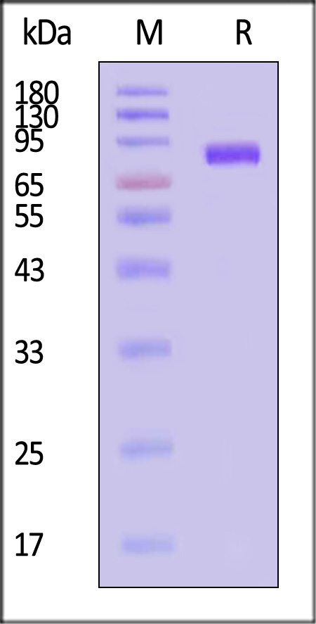 Hemagglutinin (HA) SDS-PAGE