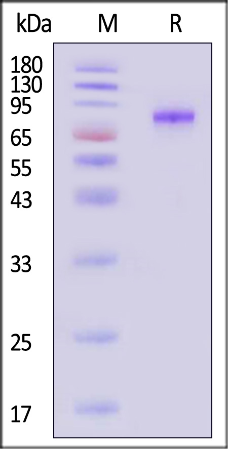 Hemagglutinin/HA (Influenza Virus) SDS-PAGE