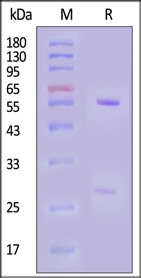 Hemagglutinin/HA (Influenza Virus) SDS-PAGE