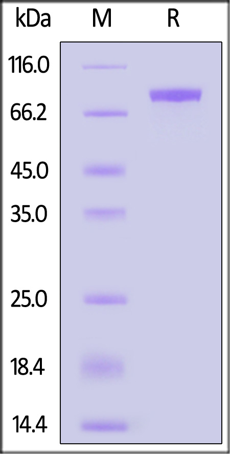 Hemagglutinin/HA (Influenza Virus) SDS-PAGE