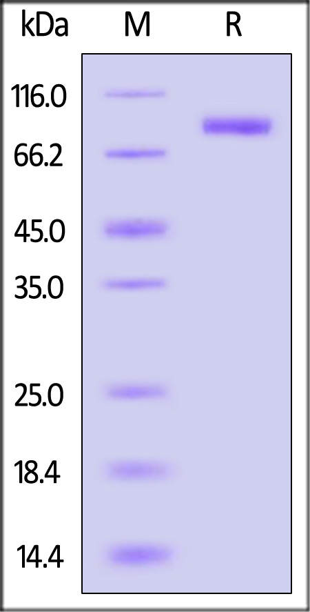 Hemagglutinin/HA (Influenza Virus) SDS-PAGE