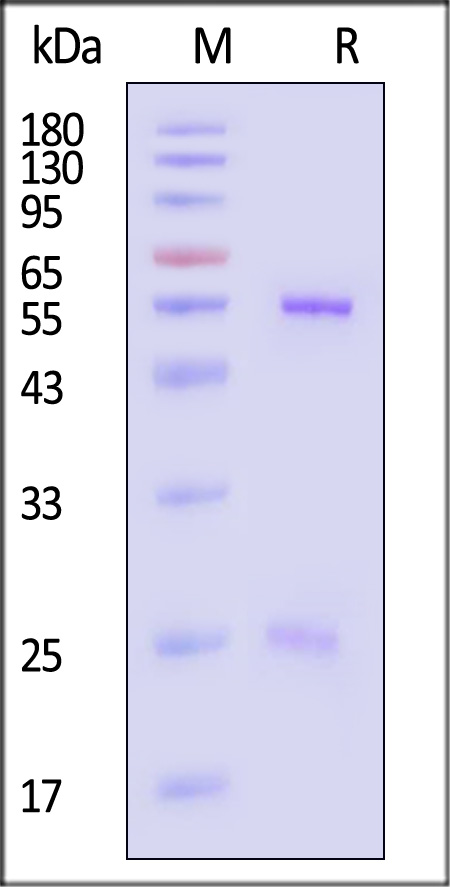 Hemagglutinin/HA (Influenza Virus) SDS-PAGE