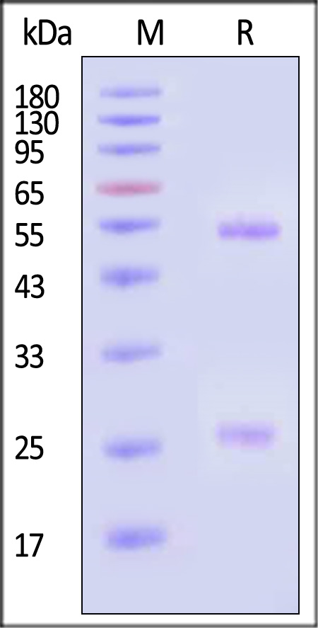 Hemagglutinin/HA (Influenza Virus) SDS-PAGE