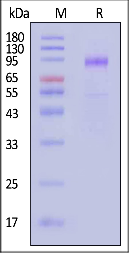 Hemagglutinin/HA (Influenza Virus) SDS-PAGE