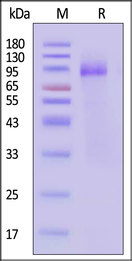 Hemagglutinin/HA (Influenza Virus) SDS-PAGE