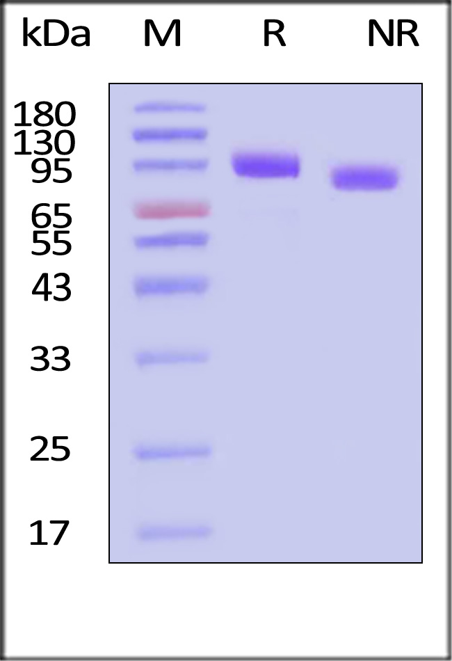 Her2 SDS-PAGE