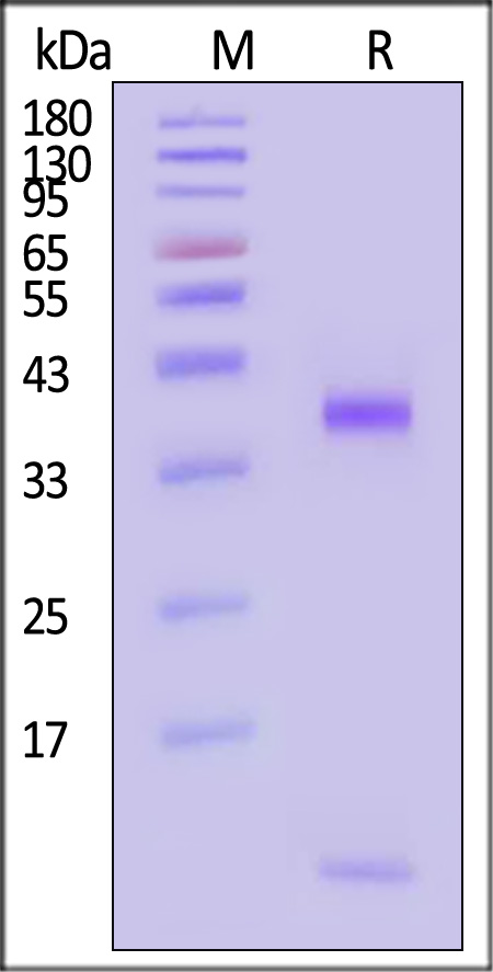 HL0-H82E5-sds