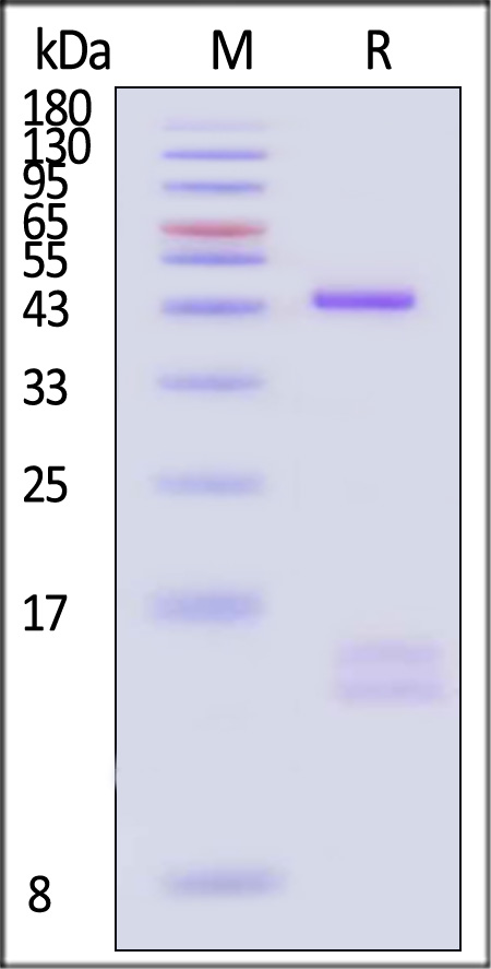 HL1-H52E8-sds