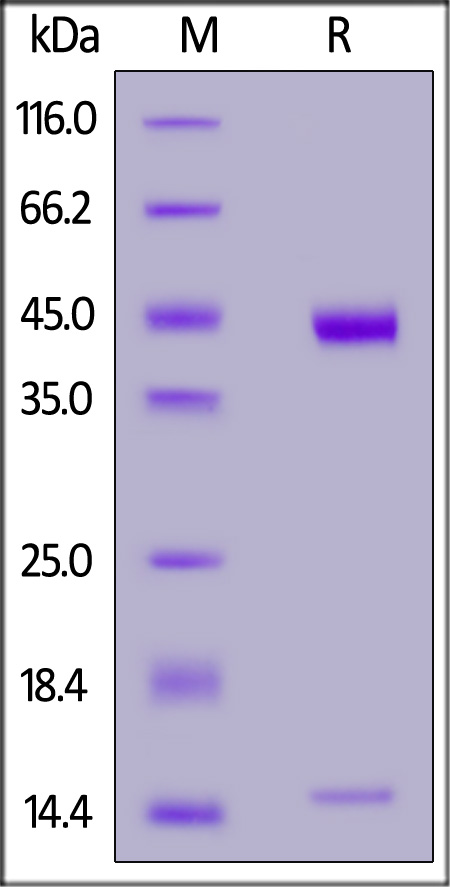 HL1-H82E4-sds