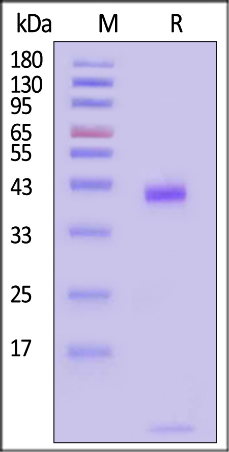 HL2-H82Eq-sds