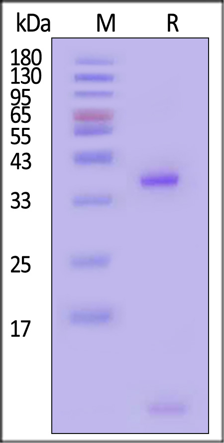 HLA-A*2402 & B2M SDS-PAGE