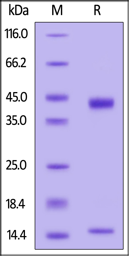 HLM-H82E4-sds