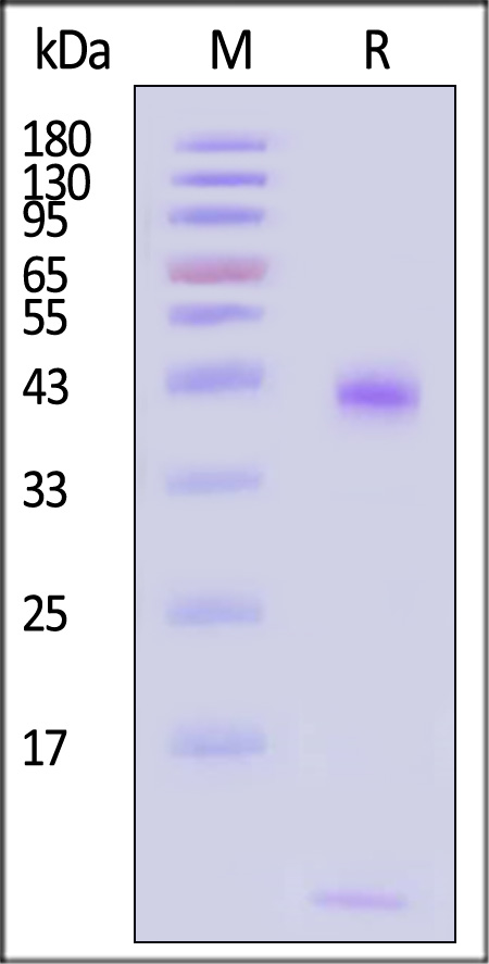 HLA-A*0201 & B2M & MAGE-A10 (GLYDGMEHL) SDS-PAGE