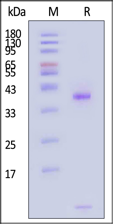 HLM-H82Ev-sds