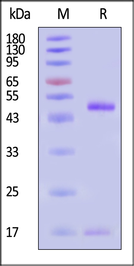 HLM-H82Ex-sds