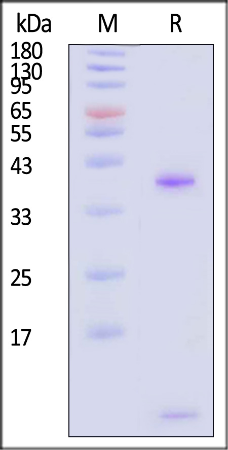 HLA-A*2402 & B2M SDS-PAGE