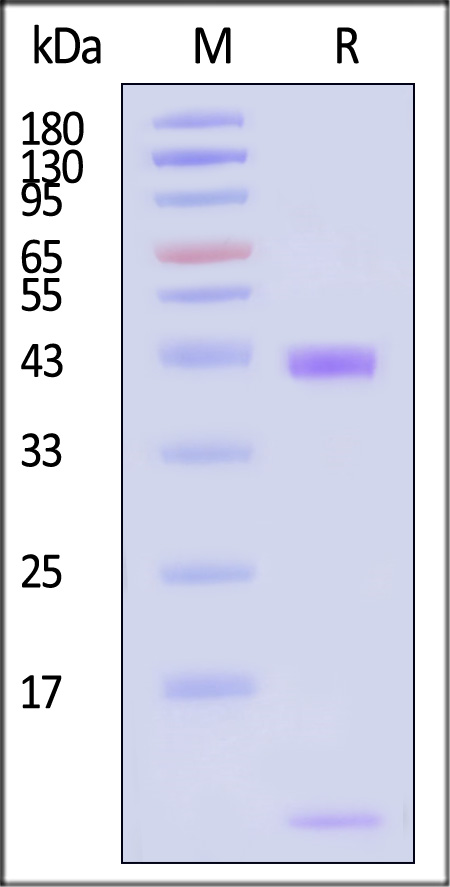 HLR-H82Eb-sds