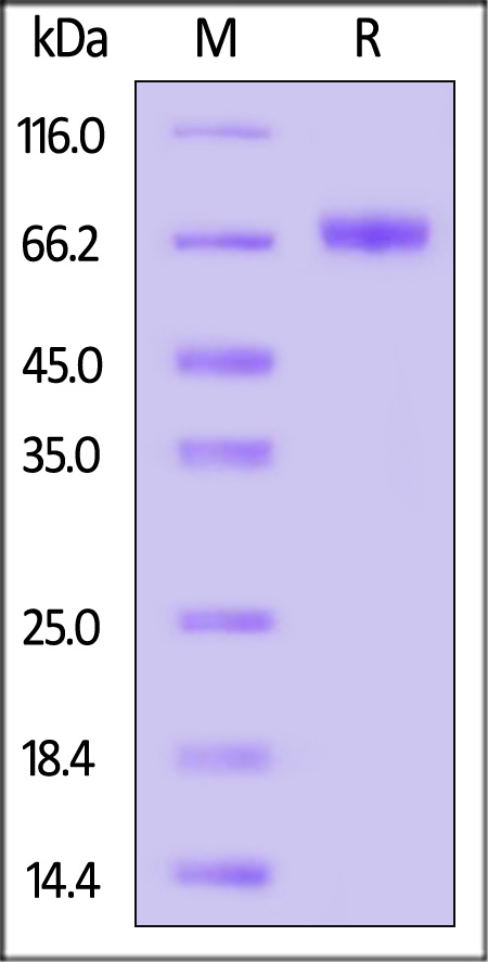 HN protein SDS-PAGE