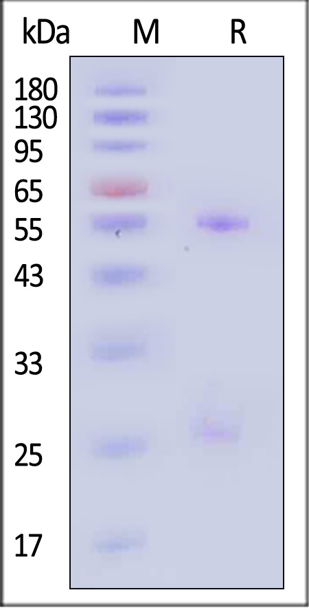 HRSV F-hRSV90 SDS-PAGE