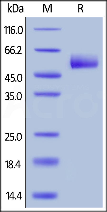 Human HVEM, Fc Tag (Cat. No. HVM-H5258) SDS-PAGE gel