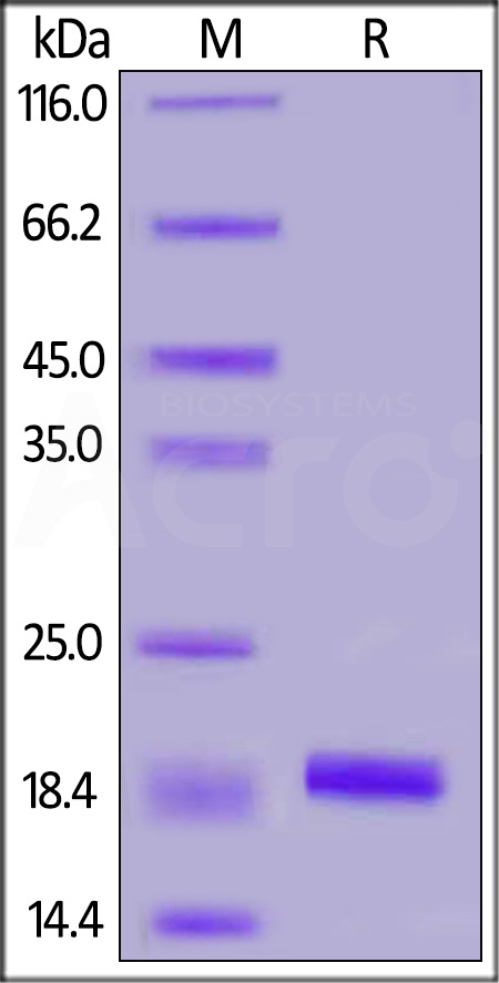 IB1-H51H9-sds