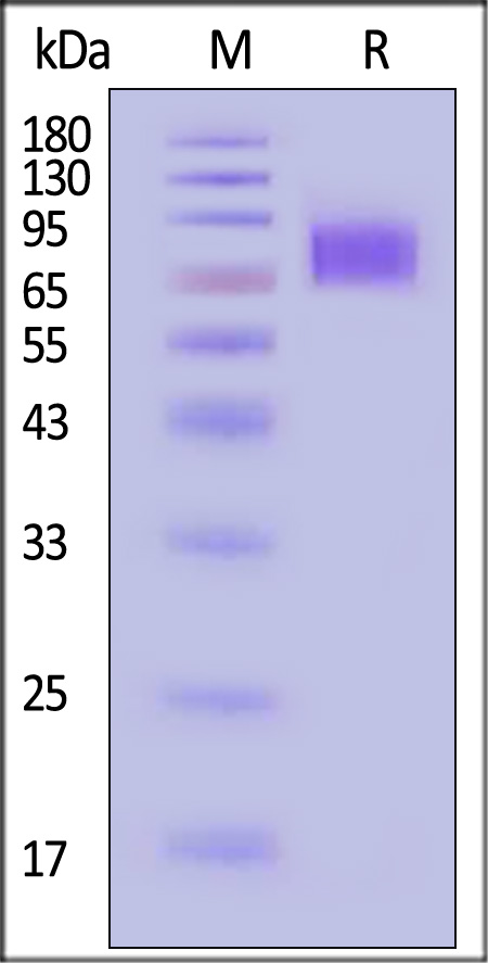 IFN-alpha/beta R1 SDS-PAGE