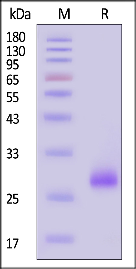 IFA-H52H3-sds