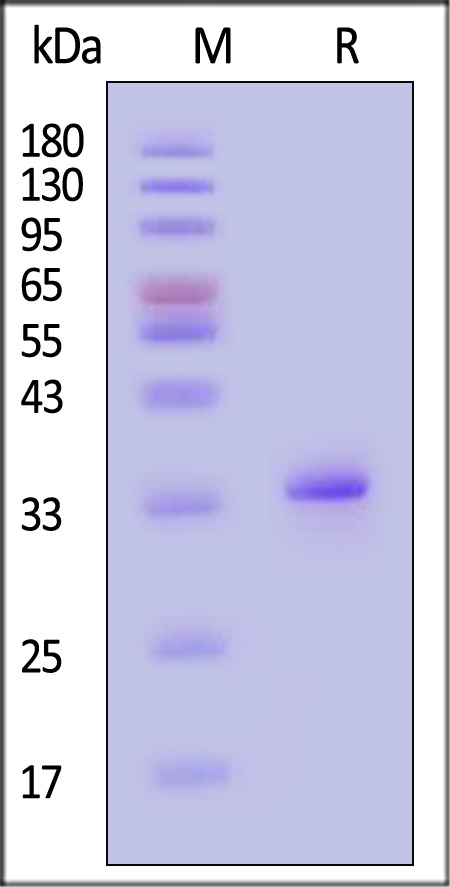 IGFBP-2 SDS-PAGE