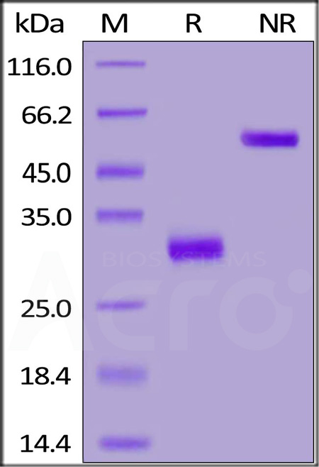 IgG2a Fc SDS-PAGE