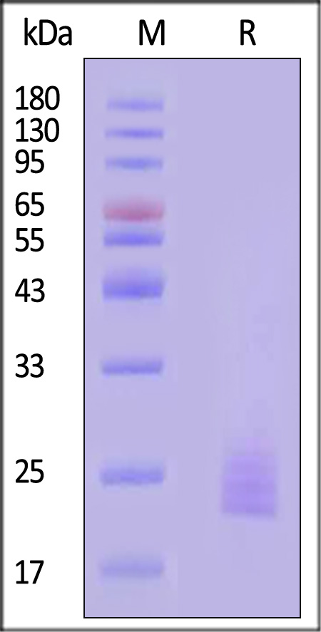 IL1-C5243-sds