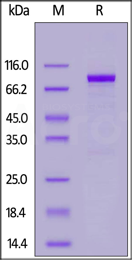 IL1-H5259-sds