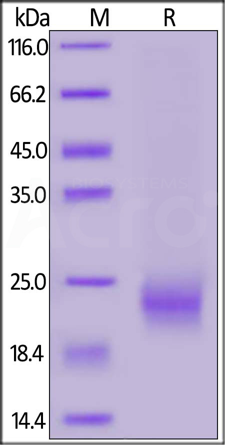 IL-5 SDS-PAGE