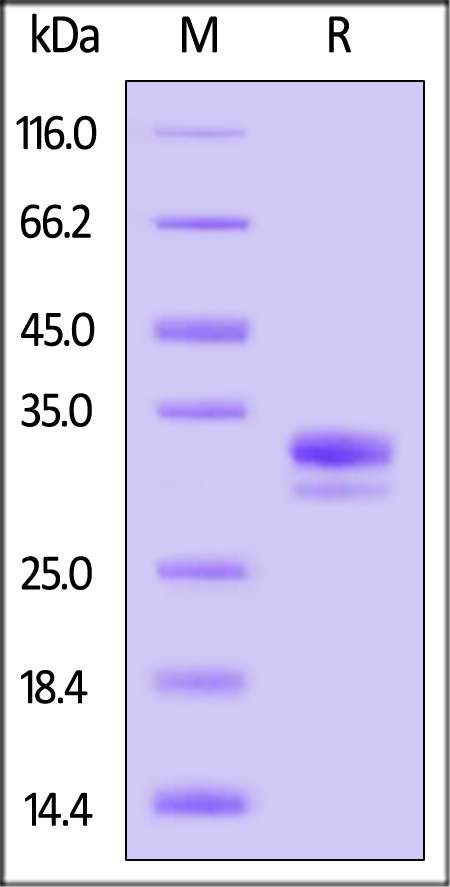 IL6-H52H3-sds