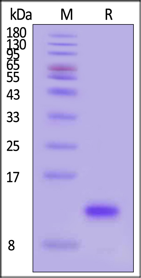 IL8-H52H3-sds