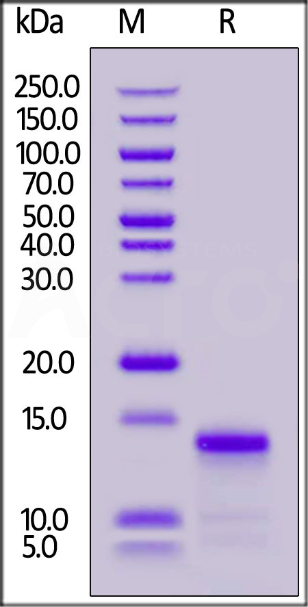 Biotinylated Human IL-8, His,Avitag (Cat. No. IL8-H82H3) SDS-PAGE gel