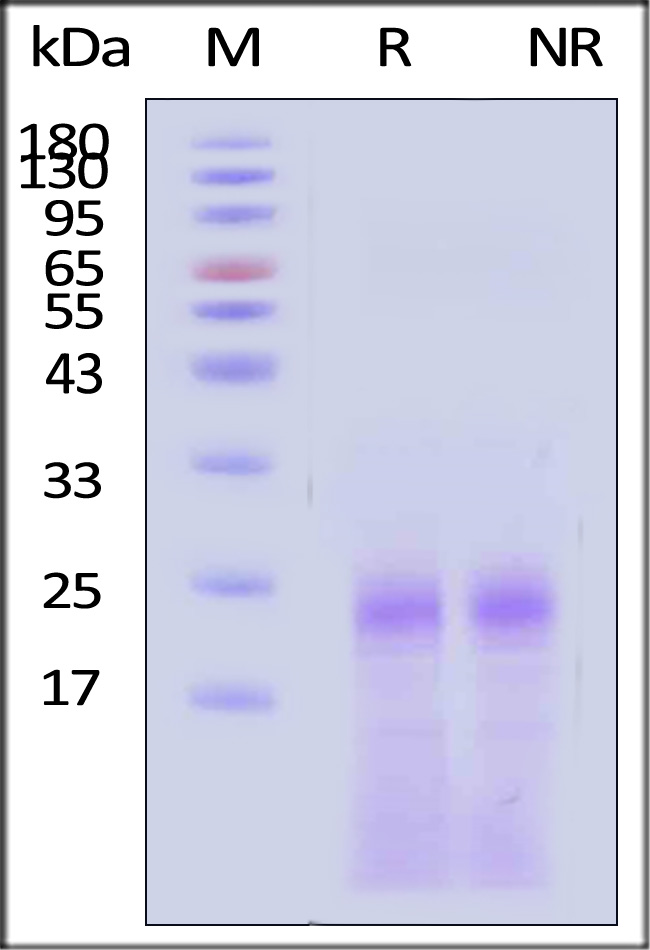 IL-1 alpha SDS-PAGE