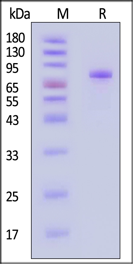 IL-5 R alpha SDS-PAGE