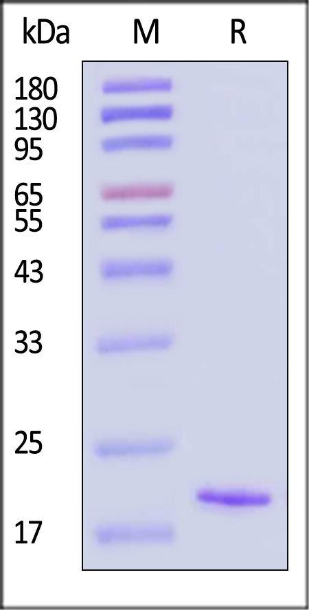 Cynomolgus IL-1 beta, His Tag (Cat. No. ILB-C51H3) SDS-PAGE gel