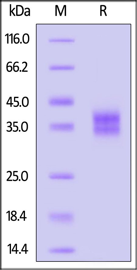 ILB-C52H9-sds