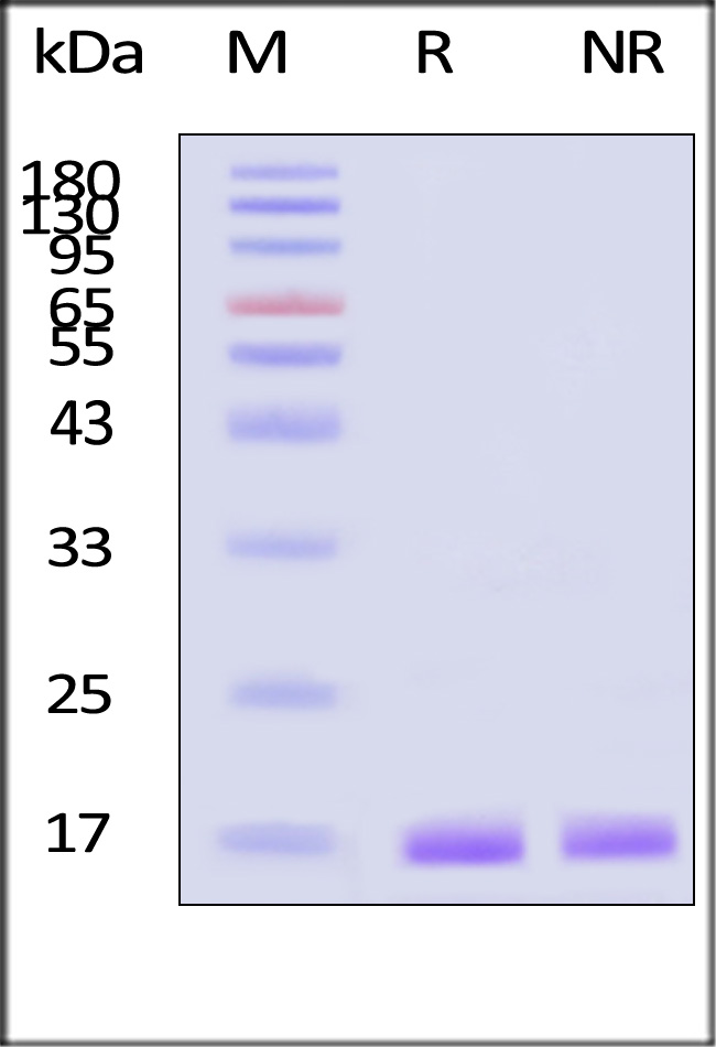 IL-1 beta SDS-PAGE