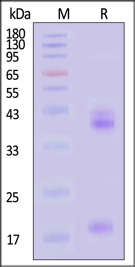 ILB-H52W5-sds